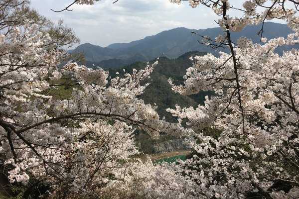 🏯 복을 베푸는 절 (세후쿠지) 이미지 8